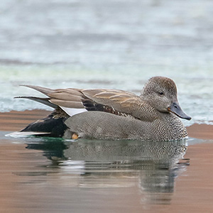 Gadwall