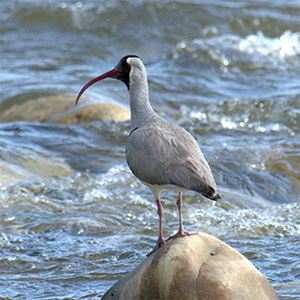 Ibisbill