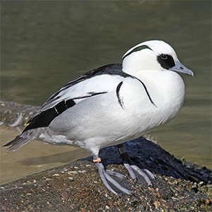 Smew