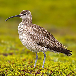 Whimbrel